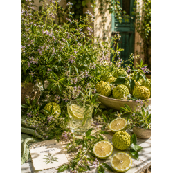ΕΣΣΑΝΣ ΠΕΡΓΑΜΟΝΤΟ VERBENA