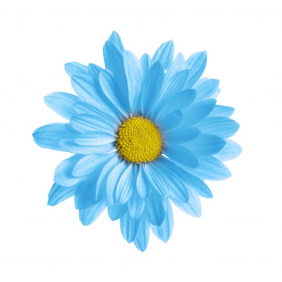 ΕΣΣΑΝΣ BLUE DAISY  (ΜΠΛΕ ΜΑΡΓΑΡΙΤΑ)