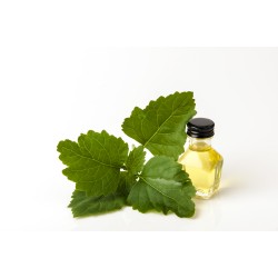 ΑΙΘΕΡΙΟ ΕΛΑΙΟ ΠΑΤΣΟΥΛΙ ΦΥΣΙΚΟ (Pogostemon Cablin Leaf Oil)